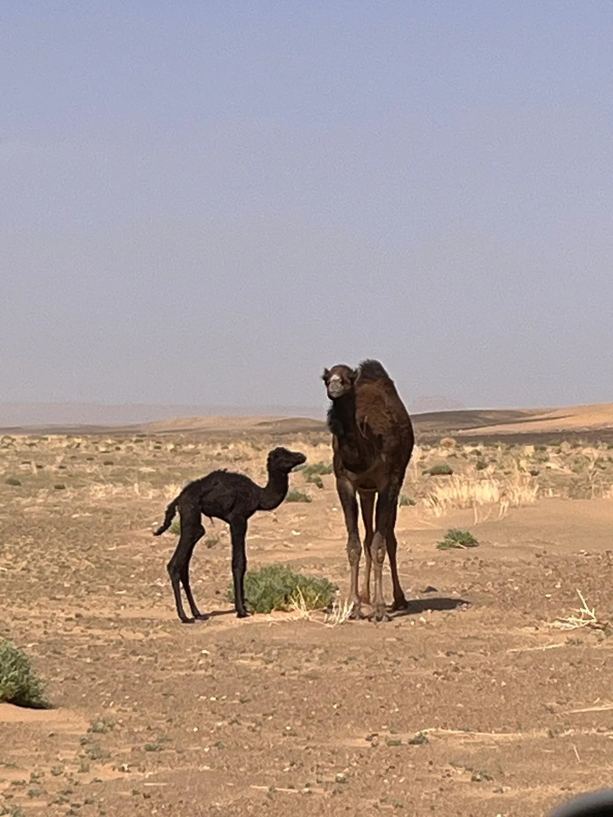 Camella y su cría en el desierto de Erg Chebbi